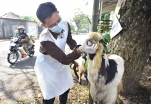 Keliling Lapak, DKP3 Kabupaten Pasuruan Gelar Pemeriksaan Ante Mortem
