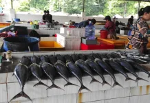 Cuaca Ekstrem, Tangkapan Nelayan Tamban Malang Menurun