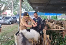 Dispangtan Kota Malang Intensifkan Pengawasan Hewan Kurban jelang Iduladha