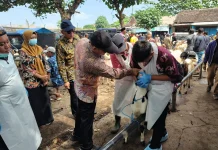 Dinas Peternakan Kabupaten Malang Pastikan Hewan Kurban Sehat