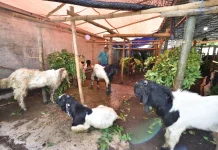 Menjelang Iduladha, Pedagang Hewan Qurban di Pasuruan Raup Omset Puluhan Juta