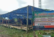 Jual Hewan Kurban Dekat Permukiman Boleh, Asal Kantongi Izin Lingkungan