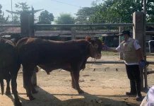 Dispangtan Kota Malang: Cermatlah Memilih Hewan Kurban Sehat