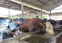Sadewa Next Generation Jadi Sapi Kurban Presiden di Blitar