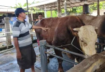 Sadewa Sapi Simental Blitar Tumbuh Jumbo tanpa Comboran