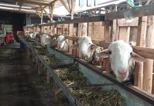 Harga Kambing Kurban Naik Menjelang Iduladha 1447 Hijriah
