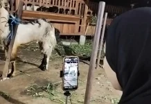Peternak Milenial Malang Lepas 80 Ekor Kambing Kurban, Manfaatkan Live TikTok