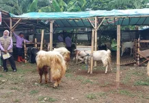 Iduladha 1447 Hijriah, Penjualan Kambing di Batu Masih Stabil