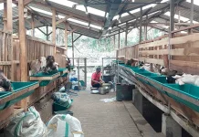 Pesanan Kambing Kurban di Kota Batu Naik 50 Persen