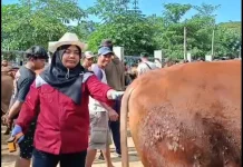 Dispangtan Kota Blitar Kerahkan 60 Petugas Awasi Hewan Kurban
