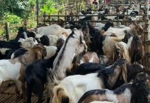 Tips Memilih Hewan Kurban Sehat: Periksa Mata hingga Cara Berjalan