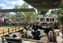 Pastikan Hewan Kurban Sehat, "Razaiq Farm" Siagakan Dua Dokter dan Tiga Mantri
