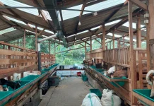 Temas Jaya Farm Kota Batu Kembangkan Breeding dan Milking