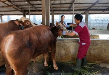 Disnakkan Blitar Pastikan Hewan Kurban Sehat dan Aman Dikonsumsi