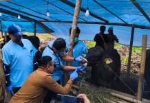 Wali Kota Malang Pastikan Hewan Kurban Layak dan Sehat