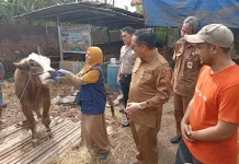 Menjelang Iduladha, Wali Kota Probolinggo Sidak Hewan Kurban