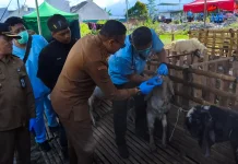 Permintaan Sapi Kurban di Kota Malang Meningkat Menjelang Iduladha