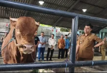 Presiden Salurkan Sapi Kurban 1,1 Ton untuk Warga Kota Blitar