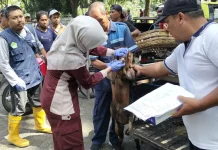 Pembagian Daging Hewan Kurban Dianjurkan Pakai Besek dan Plastik Food Grade