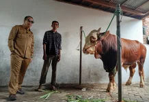 Sapi “Bagong” Asal Probolinggo Jadi Hewan Kurban Presiden Prabowo