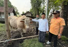 Ini Sapi Limosin 1,2 Ton dari Presiden Prabowo untuk Masyarakat Kabupaten Pasuruan