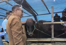 Kota Malang Terima Sapi Kurban Presiden Berbobot Satu Ton