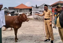 Pemkab Pasuruan Distribusikan 260 Sapi dan Kambing