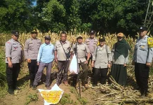 Panen Jagung, Polresta Malang Kota Perkuat Ketahanan Pangan Bersama Petani
