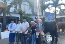 Sapi “Blackjack” Seberat 1 Ton Dibeli Presiden untuk Kurban di Kota Malang