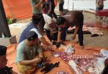 Kasus Cacing Hati Ditemukan di Probolinggo