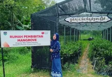 Serunya Wisata Edukasi Pacitan: Watumejo Mangrove Park