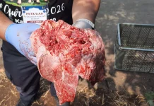 Pemeriksaan Post Mortem. DKP3 Kabupaten Pasuruan Temukan Cacing Hati