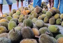 Tren Berburu Durian Murah di Ampelgading Malang, Jadi Magnet Wisatawan