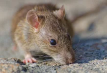 Hantavirus, Virus Lama yang Kembali Ramai Dibicarakan
