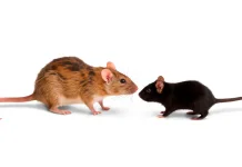Hantavirus Mengintai dari Tikus Sehat, Waspada Debu Terkontaminasi