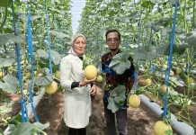 Dapat Akses Permodalan, Agrowisata Melon dan Hidroponik Pakisaji Berkembang
