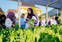 Ratusan Lansia RSUD Grati Diajak Panen Ikan dan Sayur hingga Lomba Hias Makanan