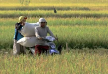 Produksi Padi di Kota Pasuruan Capai 56% dari Target Tahunan