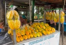 Belimbing Karangsari Blitar Punya Rasa Manis dan Ukuran Jumbo