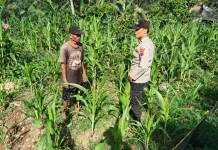 Bhabinkamtibmas Lorejo Kawal Petani Wujudkan Swasembada Pangan Aman