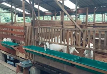 Temas Jaya Farm Hadirkan Edukasi Peternakan bagi Pemula