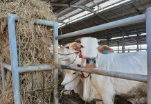 Retribusi RPH di Kota Pasuruan Capai Separuh Target Tahunan