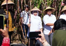 Target Bongkar Ratoon 2026 Kabupaten Malang Terbesar di Jatim