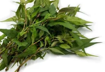 Daun Kesum Jadi Rahasia Kelezatan Kuliner Khas Kalimantan