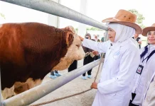 Khofifah Yakin Indonesia Bisa Swasembada Daging dalam Tiga Tahun