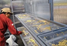 Farmer Field Day BRMP TAKA Malang Hadirkan Teknologi Modern Pertanian Kacang