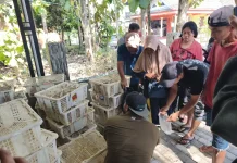 Sempat Dikira Prank, Puyuh Gratis Akhirnya Dibagikan