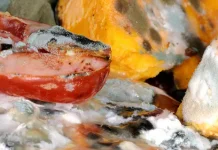 Waspadai Tanda Makanan Terkontaminasi Bakteri Berbahaya