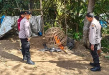 Polsek Gedangan Gerosok Judi Sabung Ayam
