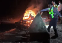 Judi Sabung Ayam di Singosari Tersembunyi di tengah Perkebunan